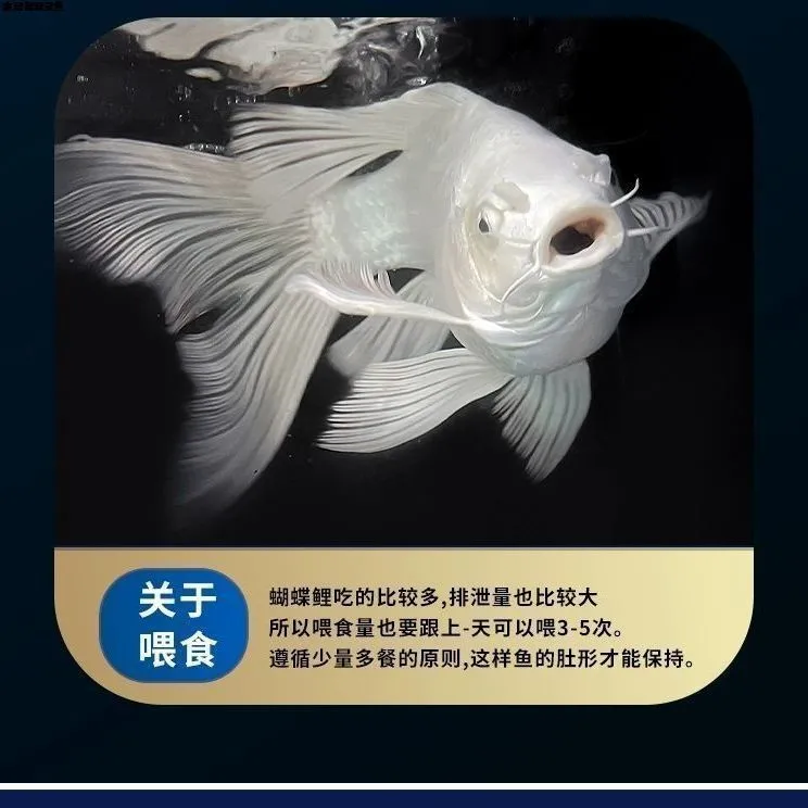 【3条包邮】台湾蝴蝶鲤冷水观赏鱼白色狮子头长尾锦鲤鱼苗活体金鱼