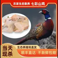【山鸡哥专属】拍一发三散养山鸡现宰现发新鲜美味适合煲汤顺丰发货