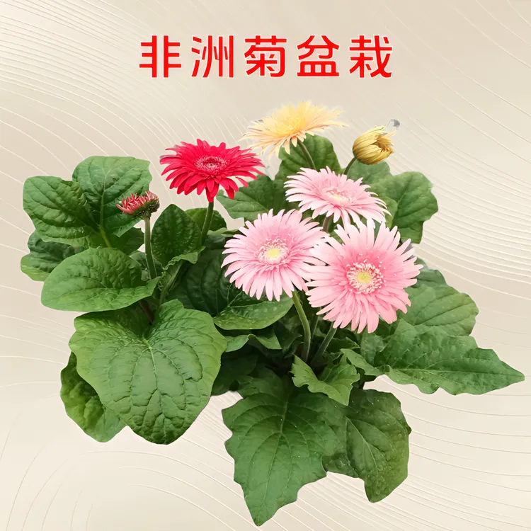 非洲菊盆栽带花苞扶郎花室内阳台室外好养花卉山东潍坊基地直销