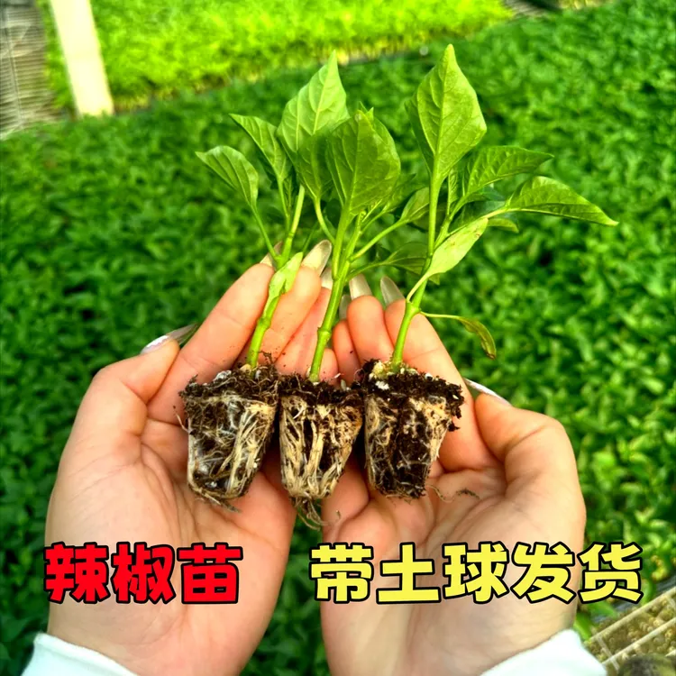 高产辣椒秧苗朝天椒美人椒薄皮椒青线椒螺丝椒小米辣四季盆栽地栽
