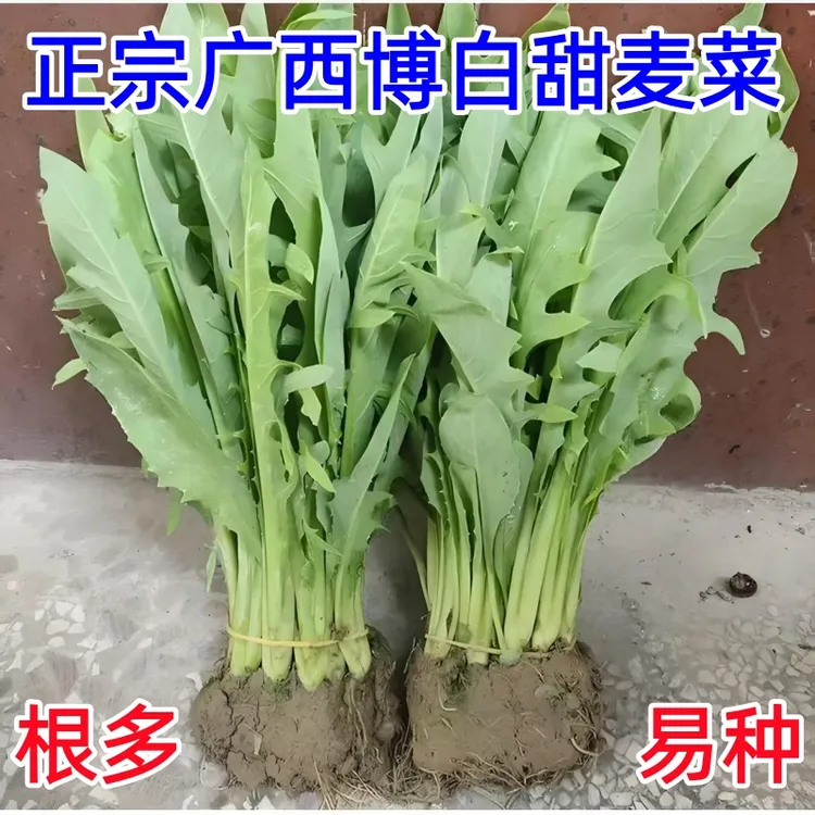 正宗广西博白甜麦菜苗四季盘栽新鲜软脆清甜易栽种产地带泥发货