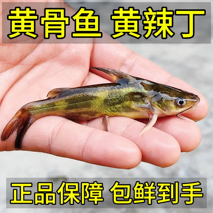精选幼体黄辣丁养殖食用黄骨鱼鱼苗黄刺鱼黄鸭叫三角峰观赏猛鱼