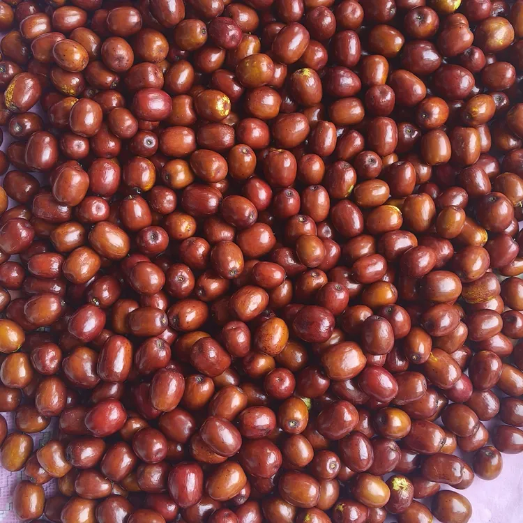 25稷山板枣应季水果甜脆可口新鲜枣现摘现发爆汁嘎嘣脆枣现摘现发