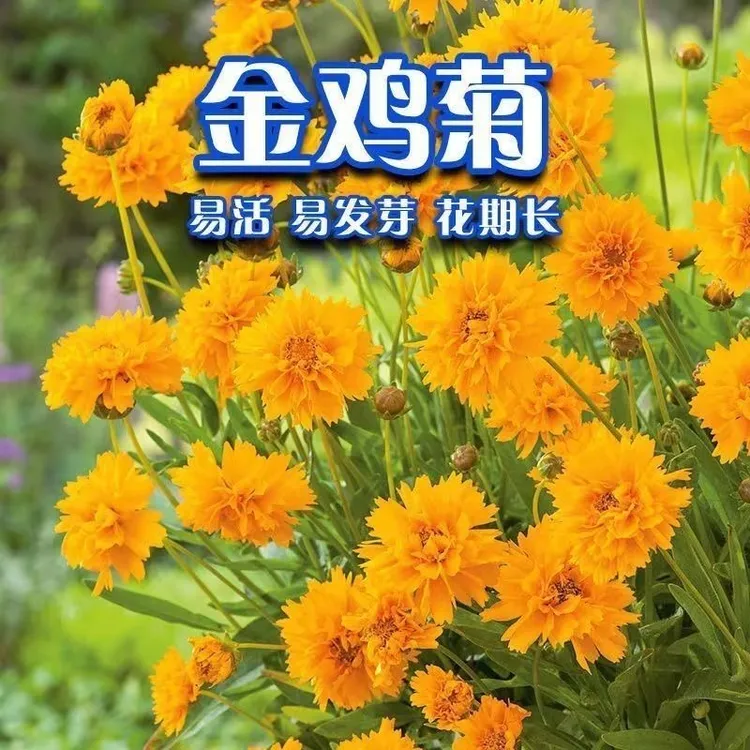 【金鸡菊种子】多年生宿根花卉草种耐寒耐旱耐热观赏花蔬菜