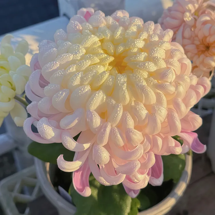 【国华圣者】花卉室内外种绿植超大花苗优质菊花苗扦插苗带原土新鲜