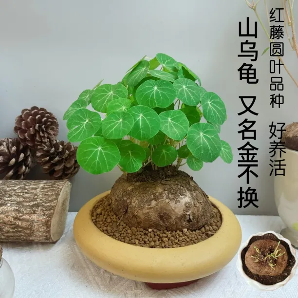 红藤圆叶山乌龟造景庭院绿植盆景组合易养山乌龟正宗红藤山乌龟