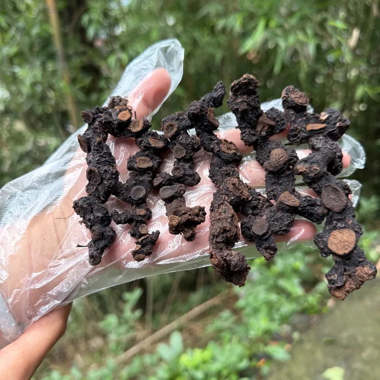 侗家野生山货，九蒸九晒，古法炮制，8～15年