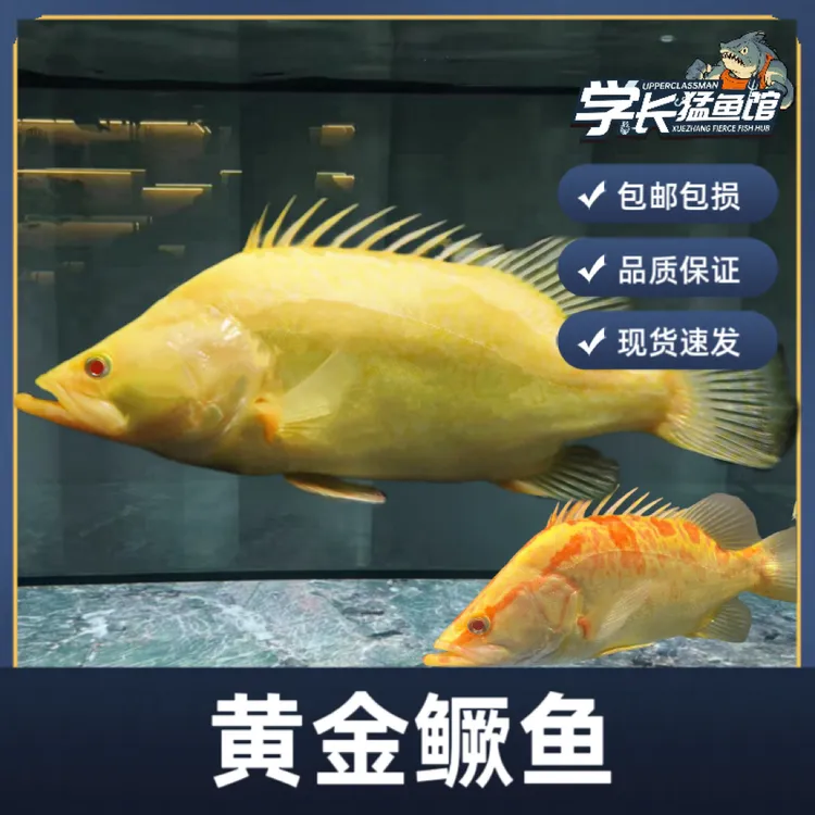 红眼黄金鳜鱼猛鱼好养耐活无需打氧大型观赏鱼冷水鱼