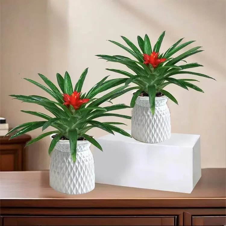 [谭姑娘】买一送一室内绿植鸿运当头盆栽凤梨水培植物好养活