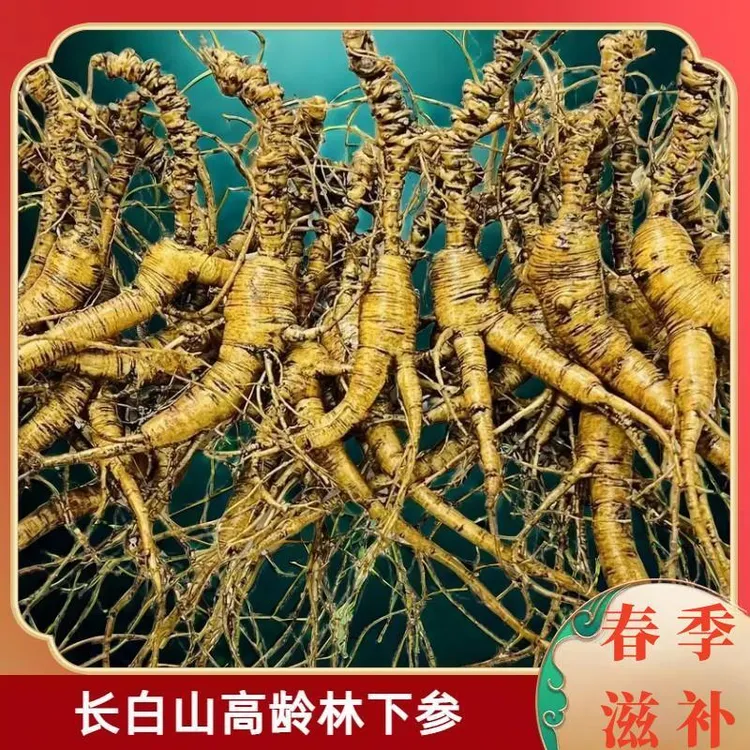 无限接近野山参长白山林下参野播籽鲜参山参泡酒煲汤滋补首选人参