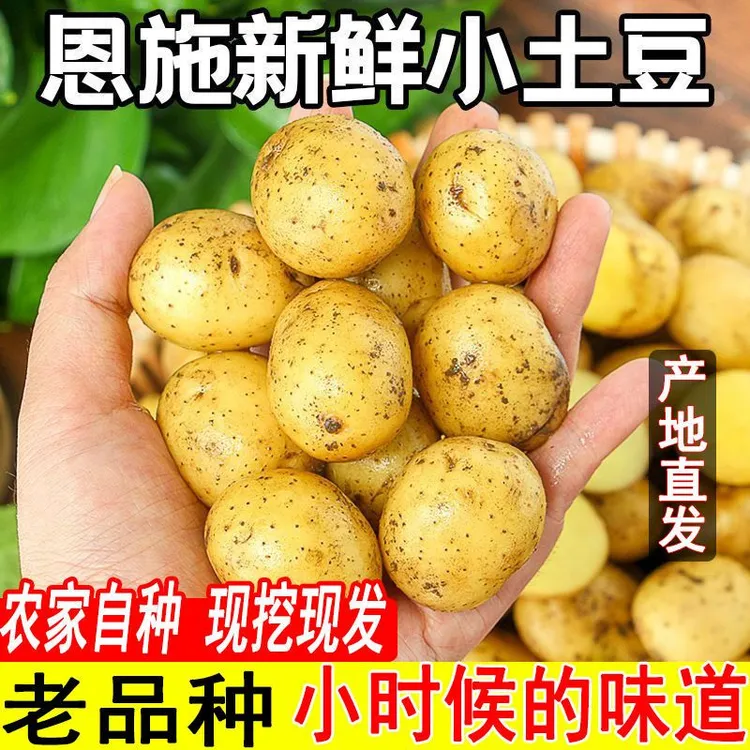 学士精选2025年恩施小土豆新鲜洋芋黄心土豆