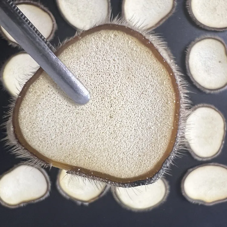 梅花鹿头茬主干排血特粉片，可泡水煲汤打粉泡酒