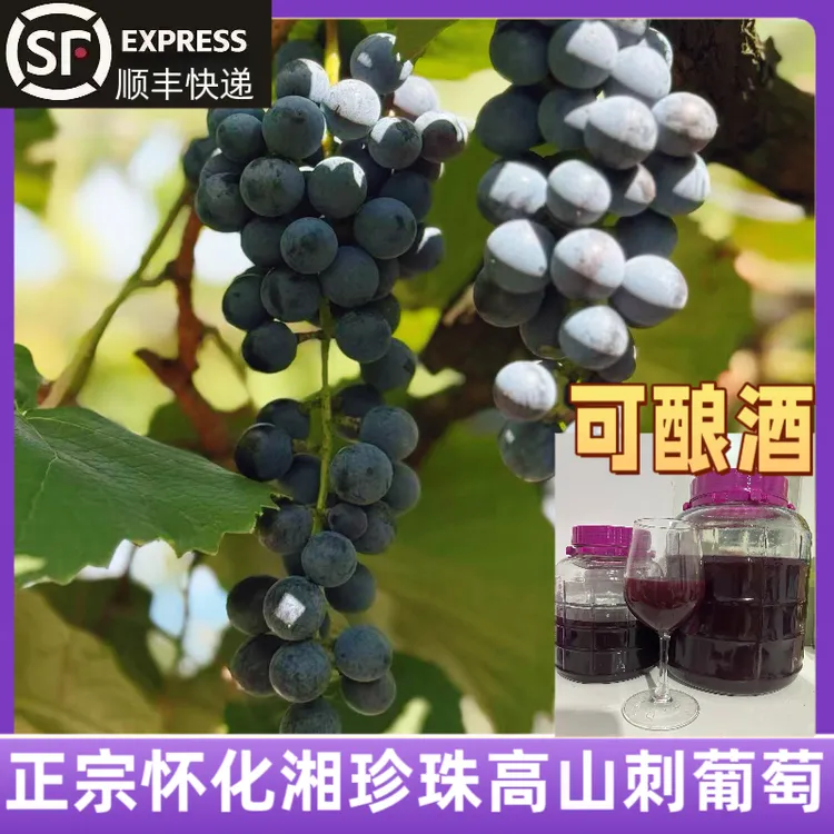 【顺丰包邮】湖南怀化桐木高山刺葡萄新鲜黑珍珠酿酒葡萄可酿酒