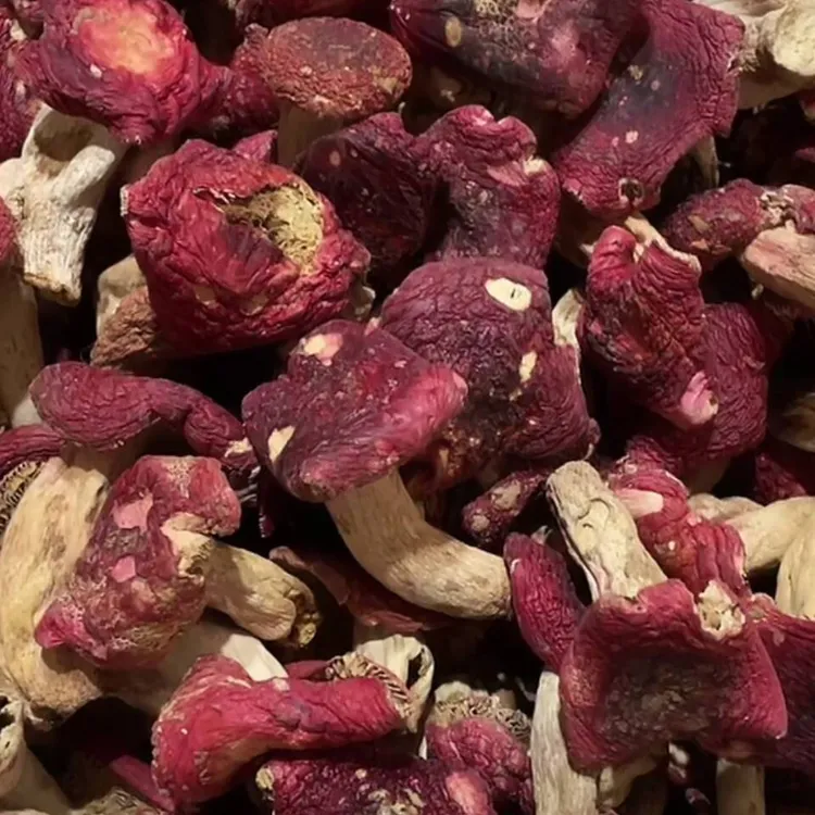 【大朵菇】2025年新菇干货 真的云南正红菇 红面蓝灰底红蘑菇月子菇