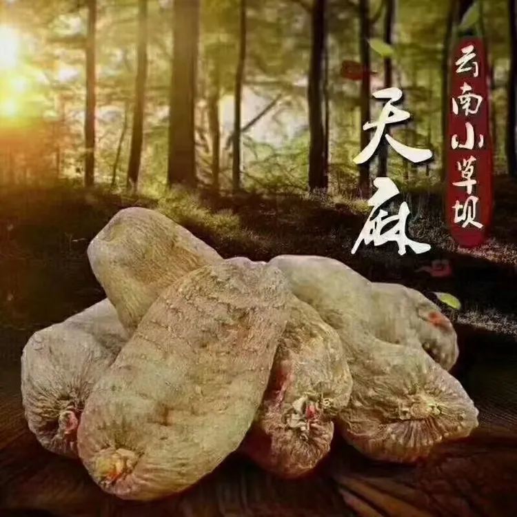 云南昭通小草坝土特产天麻