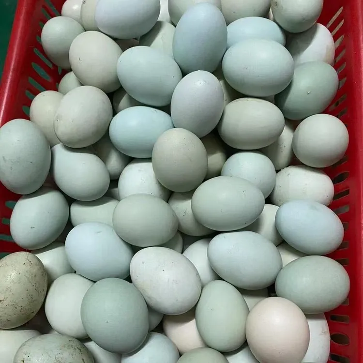 【助农】正宗农家散养土鸡蛋新鲜包邮高山散养谷物草鸡蛋柴鸡蛋批