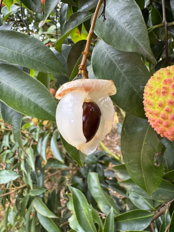 桂味荔枝爆甜多汁现摘现发美味水果