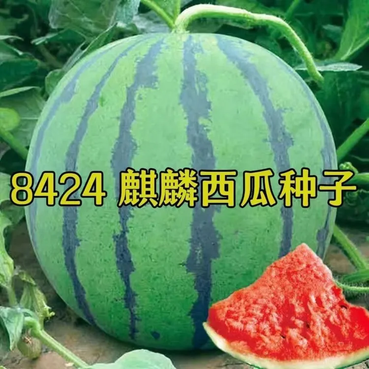 【8424麒麟西瓜种子】籽特大巨型无籽甜王薄皮小四季盆栽水果种孑