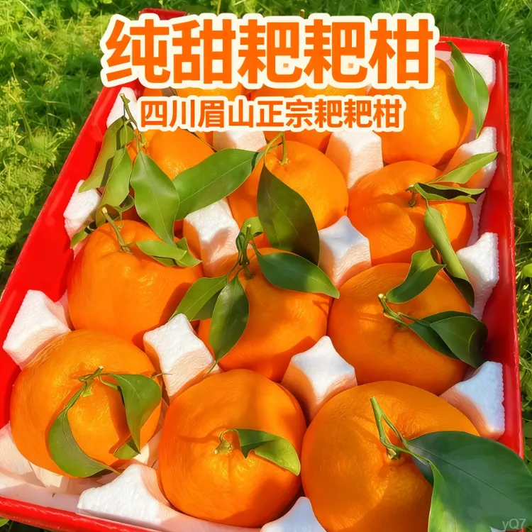 【眉山现摘现发】四川耙耙柑纯甜爆汁柑橘新鲜水果孕妇健康水果维c