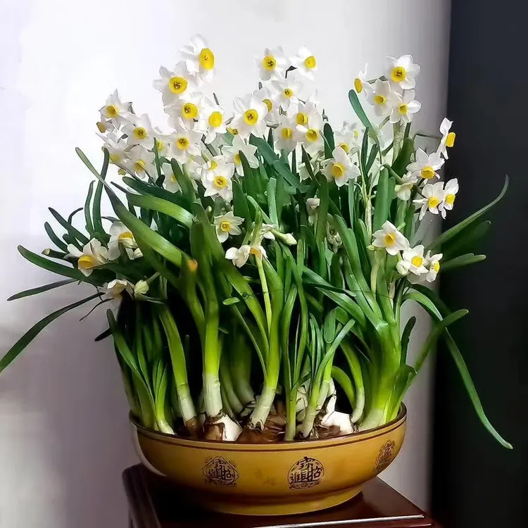 单瓣漳州水仙花种球水培养盆栽植物室内秋冬芳香好养整盆年宵花卉