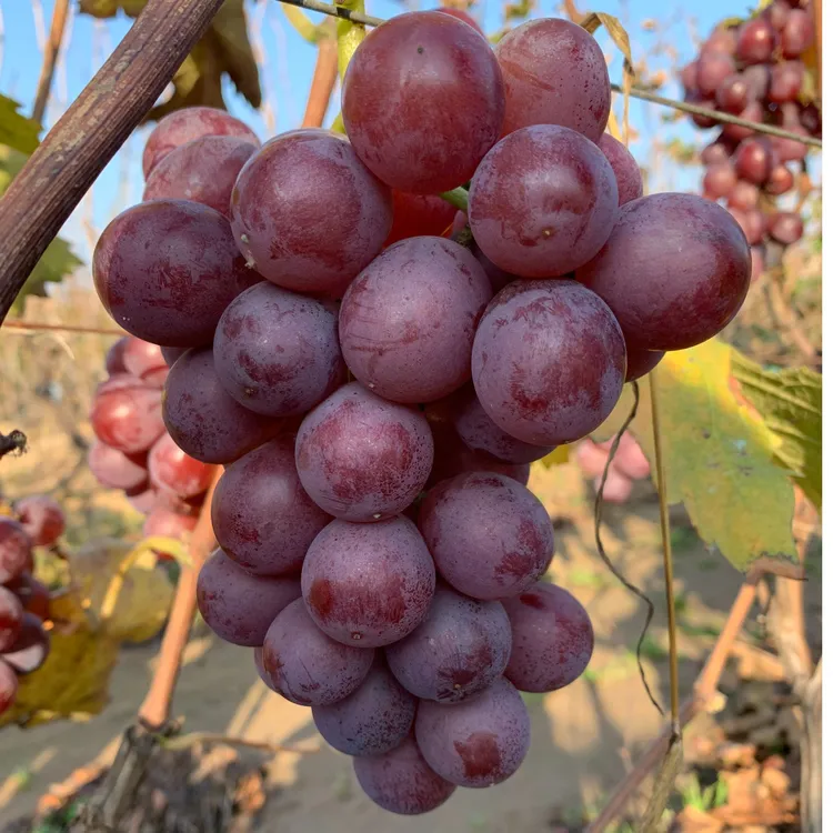 [巨好吃]巨峰葡萄精选顺丰包邮3/4斤有籽山东烟台