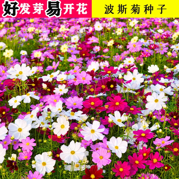 波斯菊花种子格桑花种籽子四季播种开花易活七彩花籽庭院野花种孑
