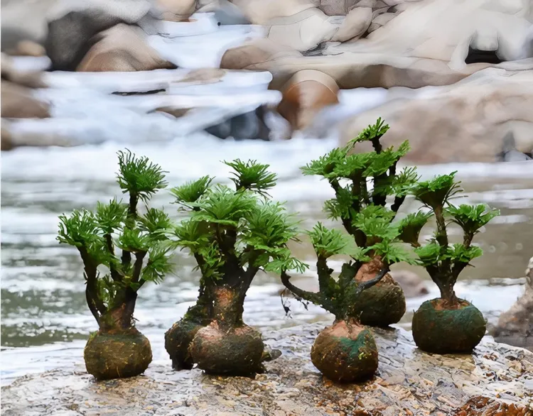 九死还魂草卷柏复活草假山桌面创意花卉绿植好养活高低搭配