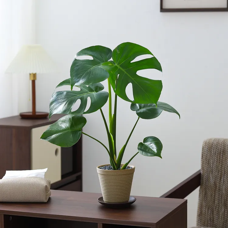 龟背竹盆栽好养绿植客厅办公室内书房观叶植物高级感盆景净化空气