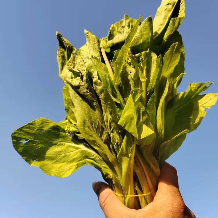 小罗优选农家菜园果园瓜果蔬菜白菜苔、菜心（顺丰包邮）