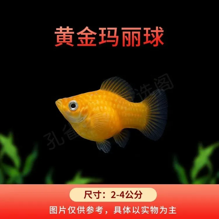 玛丽球鱼皮球胎生直接生小鱼热带观赏鱼新手好养