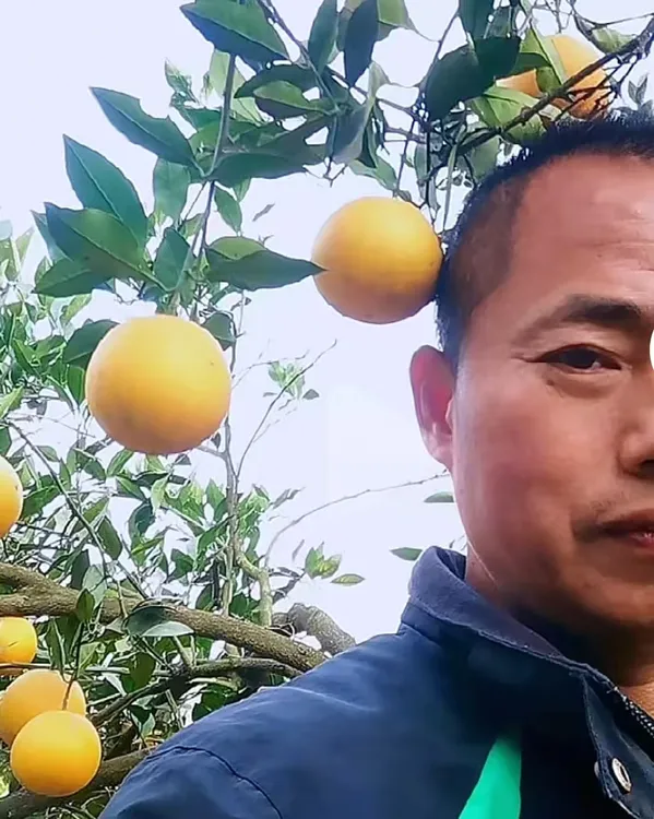 永兴冰糖橙（黄泥）18斤装中果