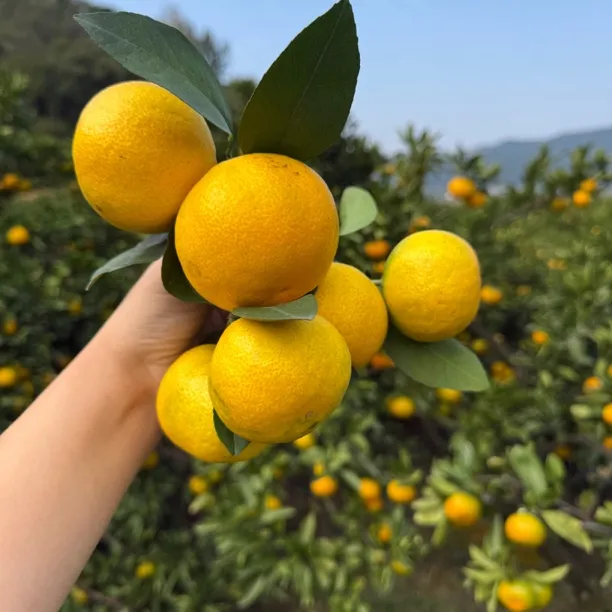 台州三门海岛高山蜜桔