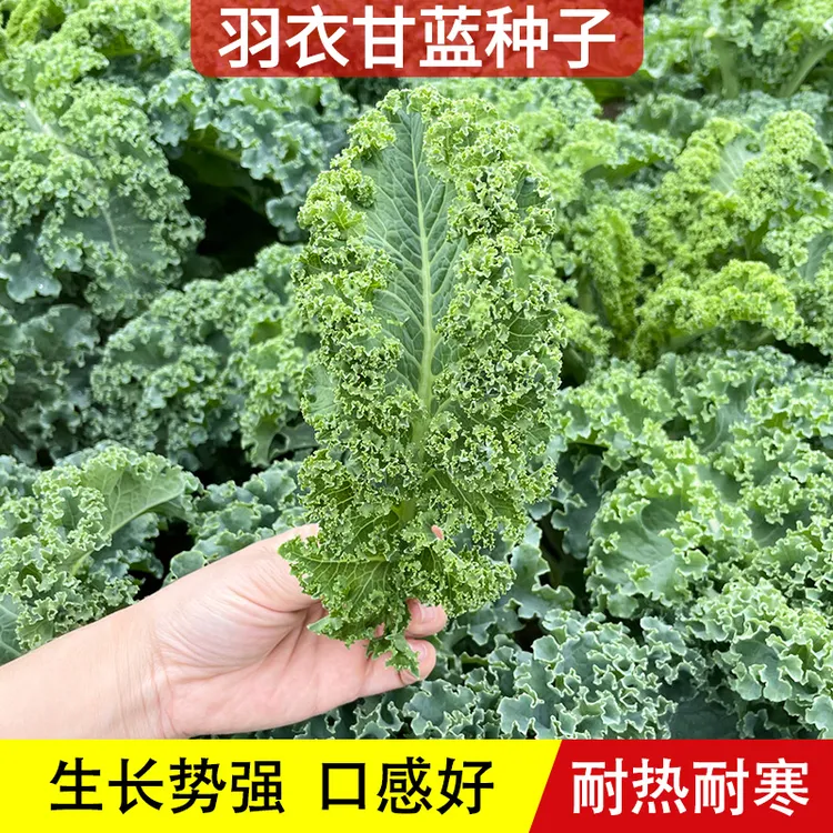 绿色羽衣甘蓝蔬菜种子食用观赏皱叶甘蓝蔬菜孑种籽阳台四季盆栽
