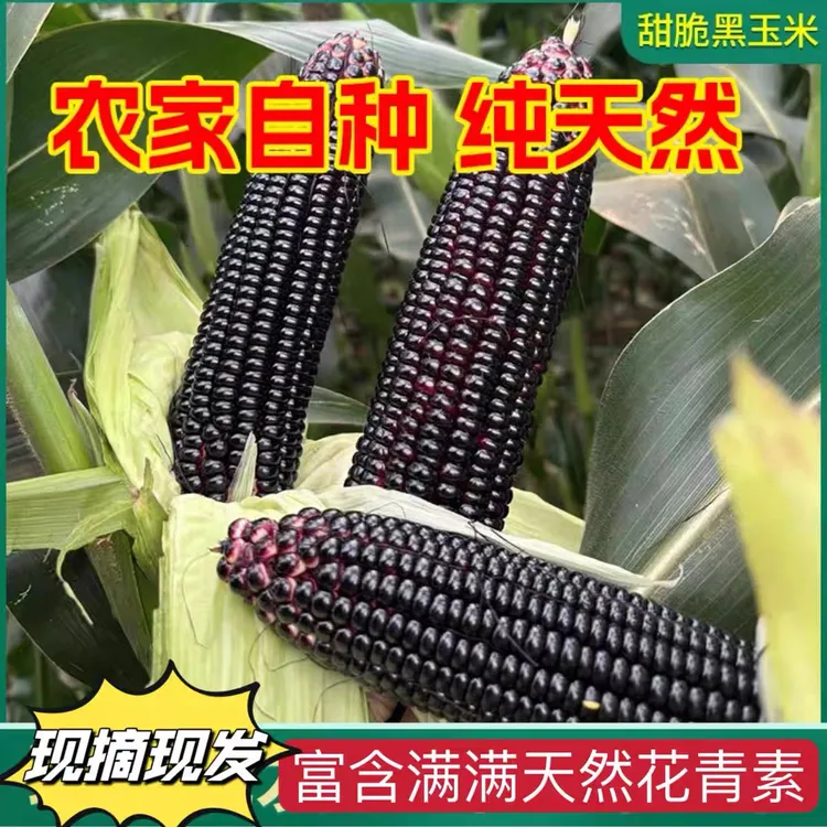 广西农家新鲜甜糯黑玉米现摘带皮叶紫玉米棒3斤5斤8斤包邮