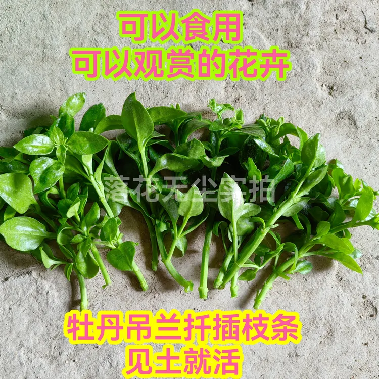牡丹吊兰枝条多年生垂吊植物阳台四季开花吸甲醛净化空气好养绿植