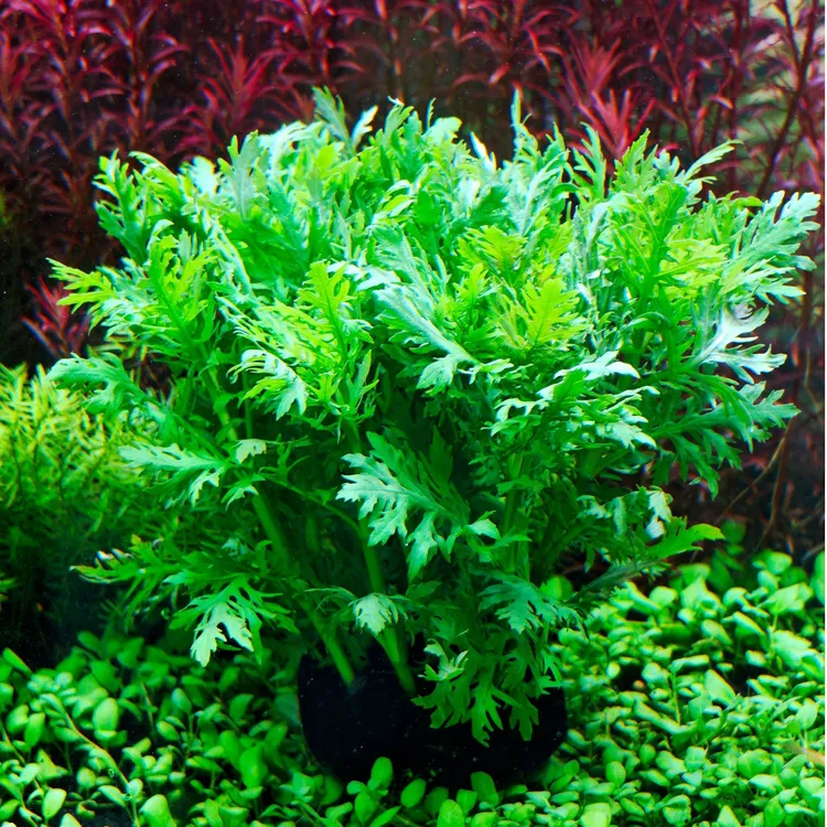 水罗兰坨草鱼缸造景阴性水草增氧净水新手懒人好养活植物活性水草