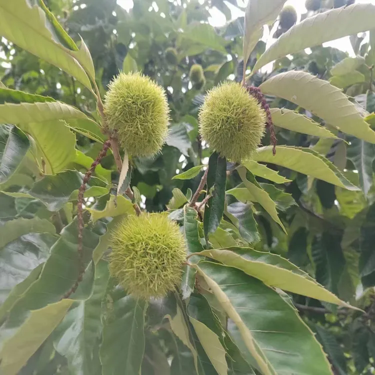 新鲜带刺球板栗现摘发货生吃脆甜口感鲜嫩安徽广德直发2025年新货