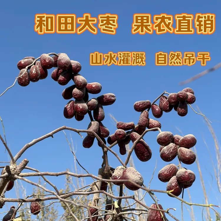 果农直销特级25年和田大枣雪水灌溉带土原生态树上吊干新疆红枣