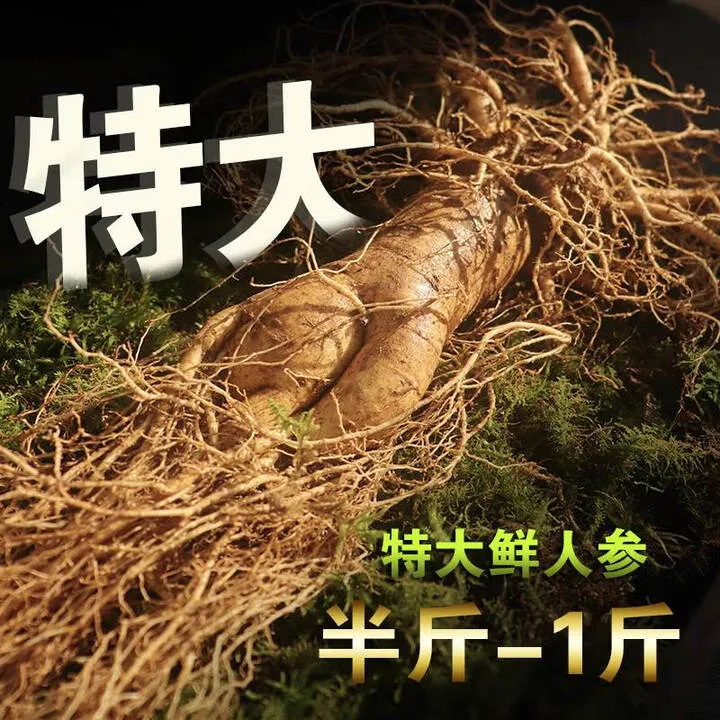【特大】新鲜人参野山参东北长白山人参鲜参带土现挖现卖泡酒煲汤