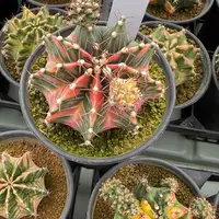 56-0225脱土发实生多肉