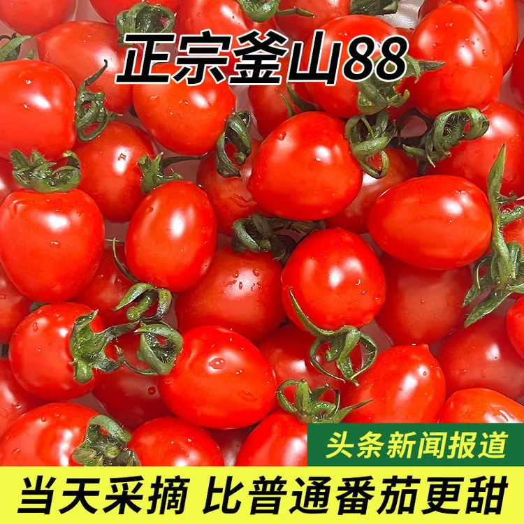 顺丰冷链釜山88小番茄樱桃圣女果小柿子迷你孕妇水果西红柿新鲜