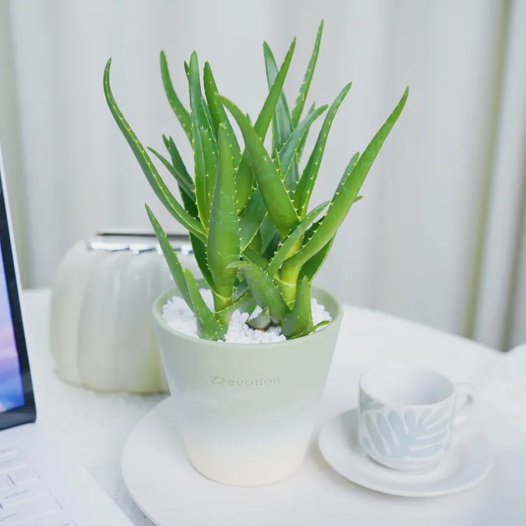 韩国美人芦荟精致绿植盆栽室内净化空气好养耐旱伴手礼陶瓷家用