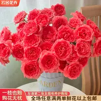 【云舍花卉】【珊瑚果冻】多头玫瑰 全场任意满两单及以上鲜花包邮