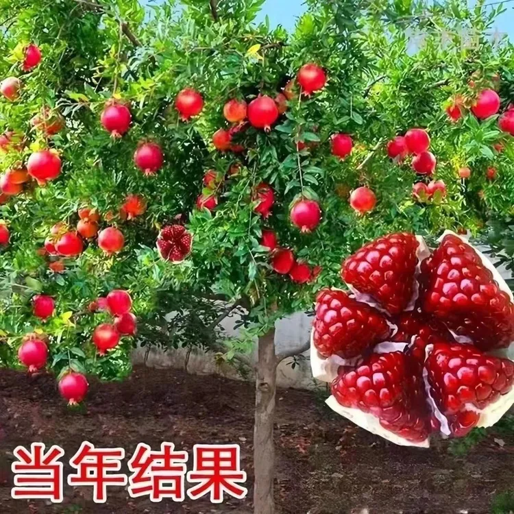 软籽大果甜石榴盆栽地栽适用的树苗