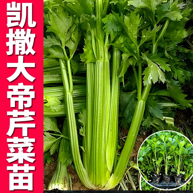 凯撒大帝水果芹菜苗幼苗带土球西肉香耐寒高产春秋四季红芹菜种籽
