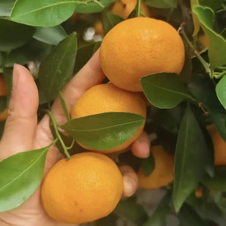 淑果记【早熟宫川蜜桔苗】无核黄岩蜜柑橘子树苗