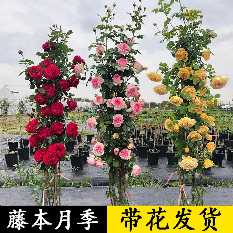 特大蔷薇花苗藤本月季爬藤植物阳台四季开花卉盆栽玫瑰浓香
