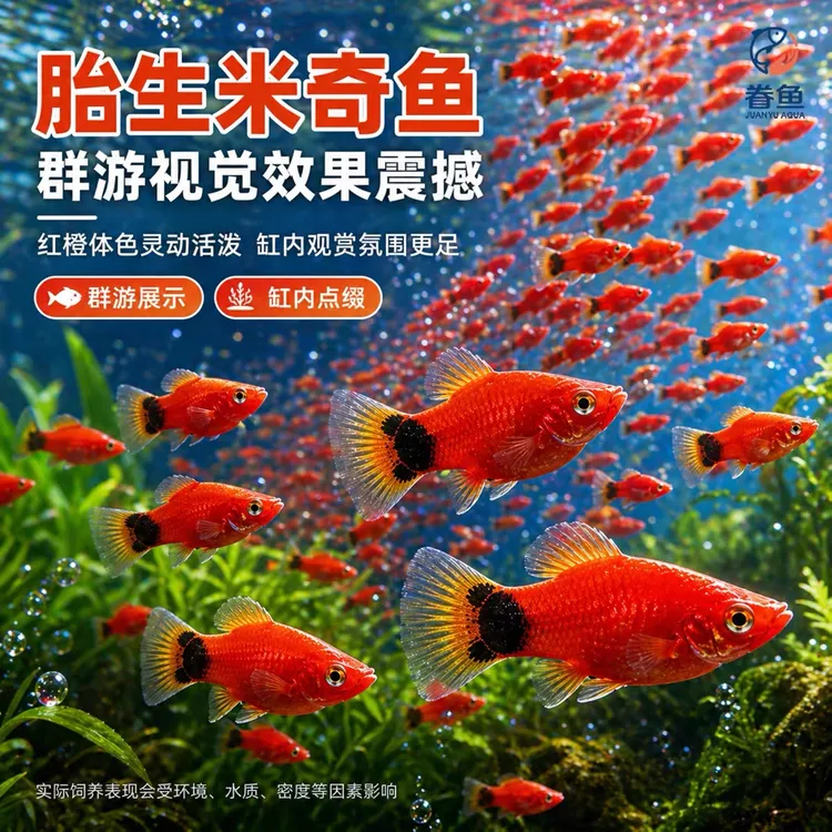 米奇鱼月光胎生小鱼 鱼场养殖 皮球玛丽孔雀鱼新鲜高档 食用 肥鱼