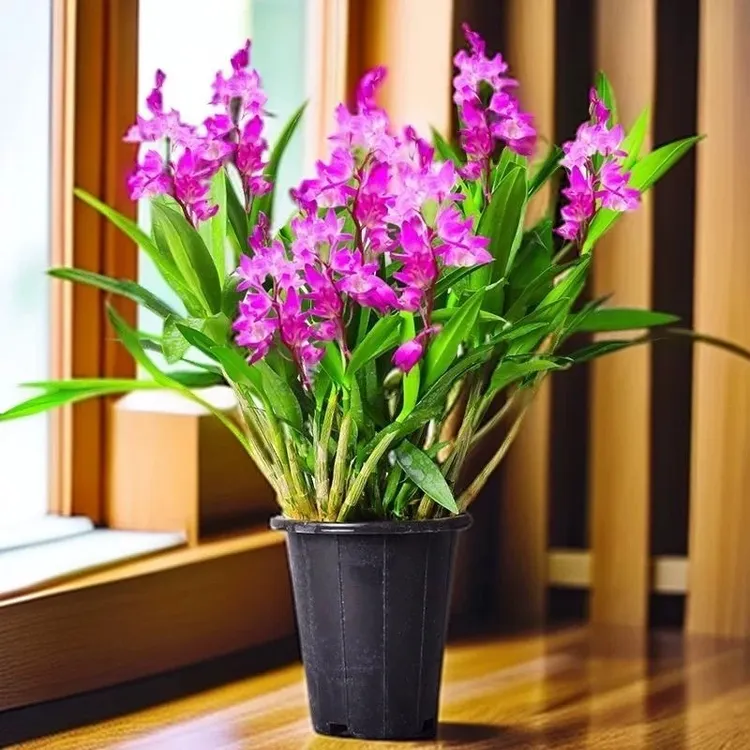 云南紫香水石斛兰 懒人好养易活兰花盆栽花期长无花不带花苞商品图