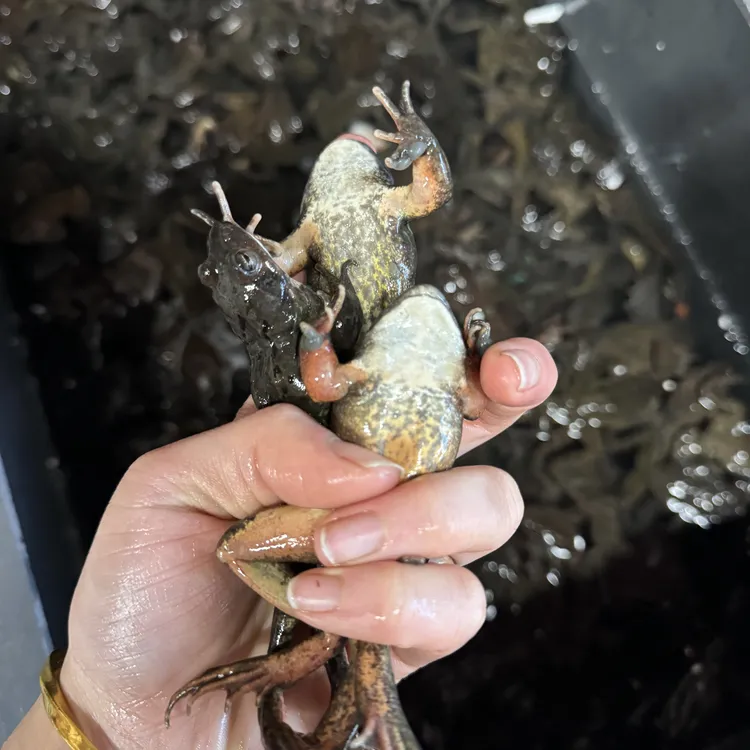 东北新鲜公蛤一斤 22-24 婆婆丁蒲公英自然生长健康美味蘸酱菜